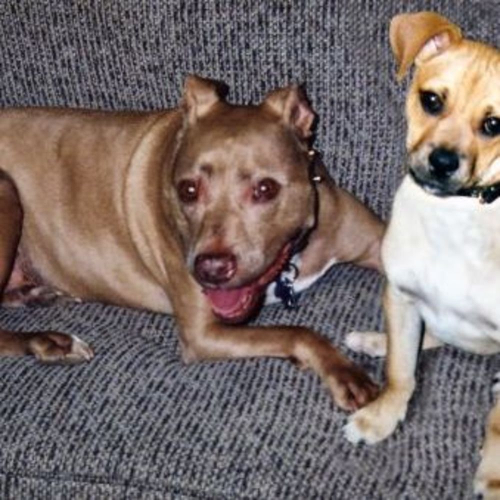 Meet your Posher, Diane